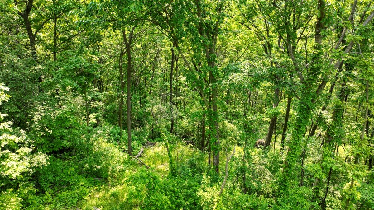 Twenty-One-Acre Hidden Gem in Vernon County WI