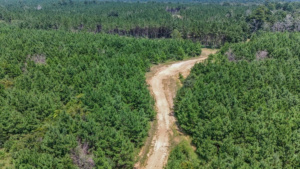 Amite County Hunting Land – The Winding 41