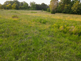 Land For Sale Barton County, MO 160± acres