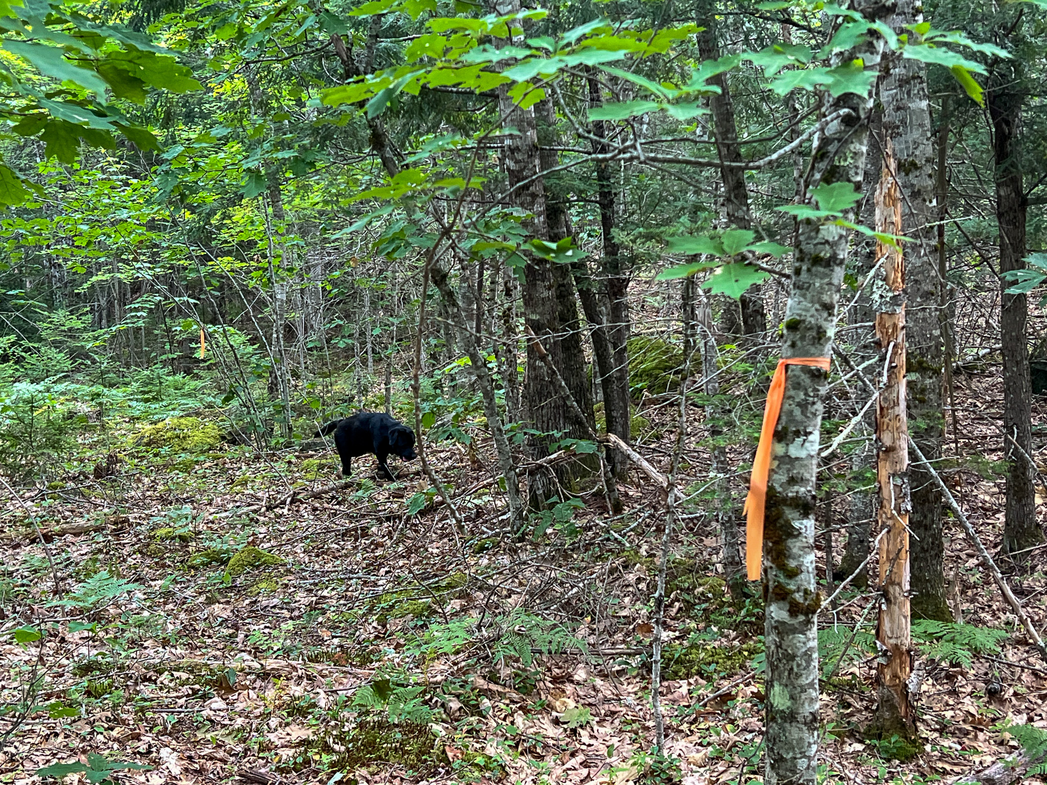 35± Acres with 1500 feet on the Brook