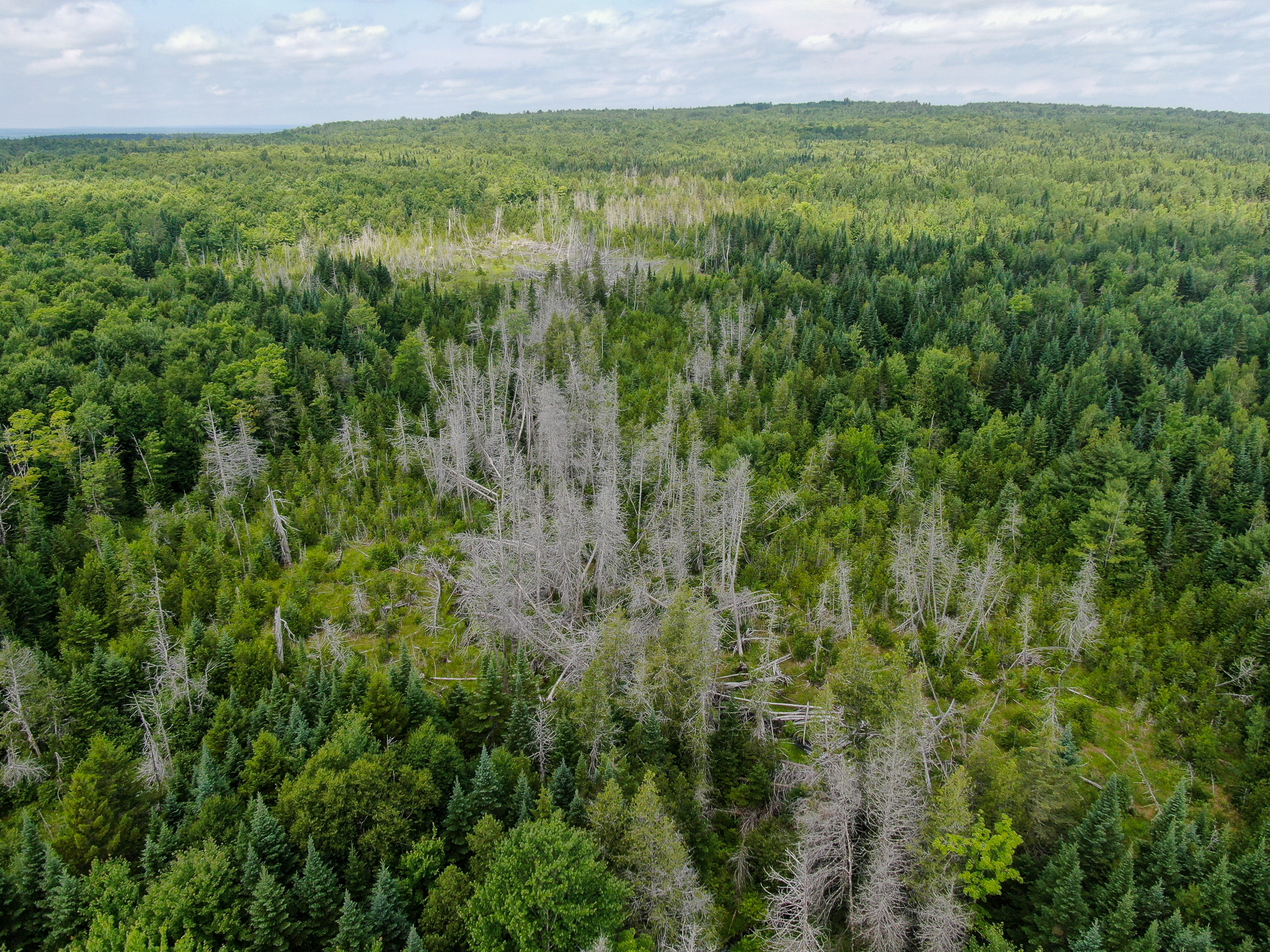 Maine Hunting and Recreational Timberland for Sale | 152± Acres in Carroll Plantation