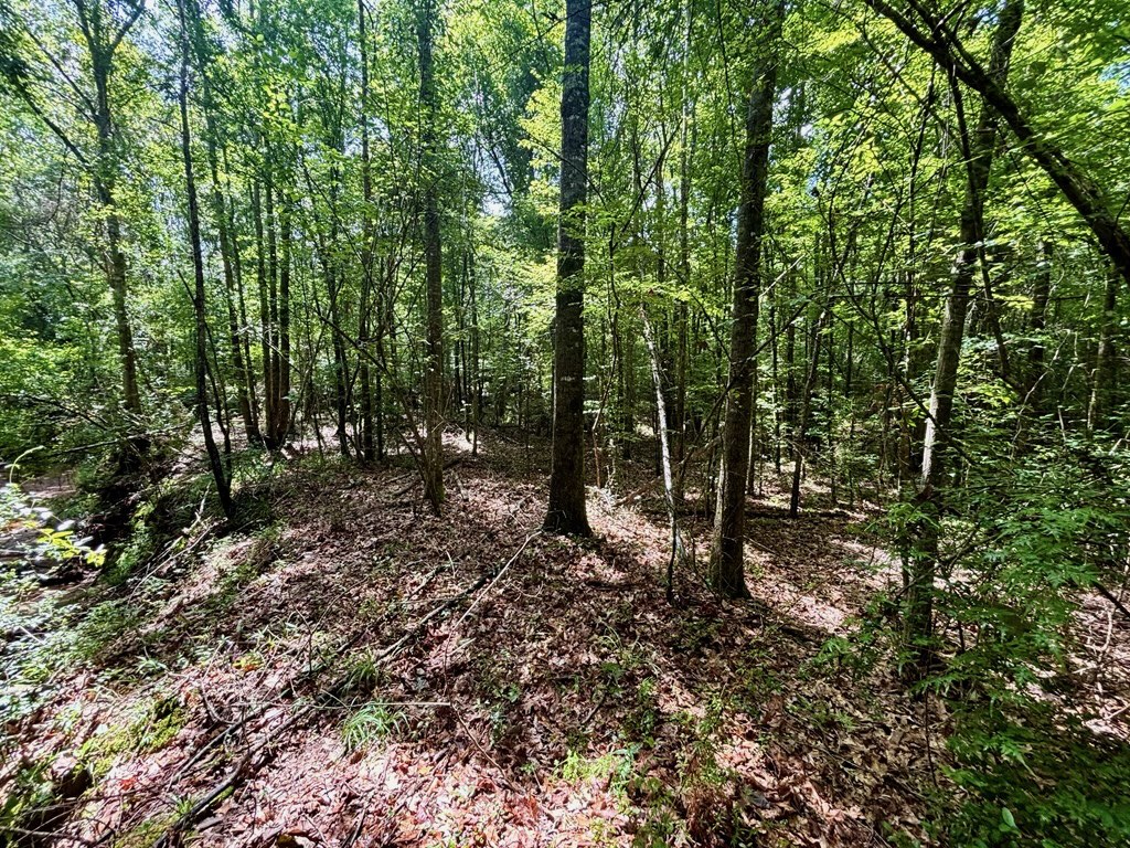 Land for Sale in St. Helena Parish, Louisiana