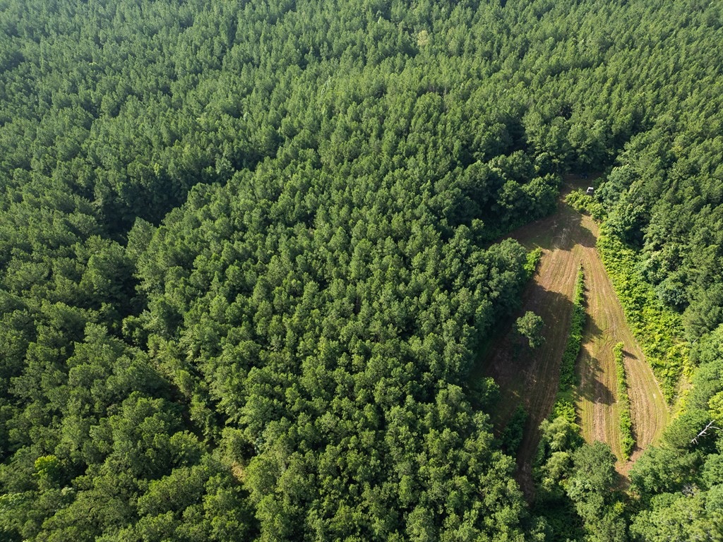 Hunting Land in Woodville, MS – 125 Acres for Sale