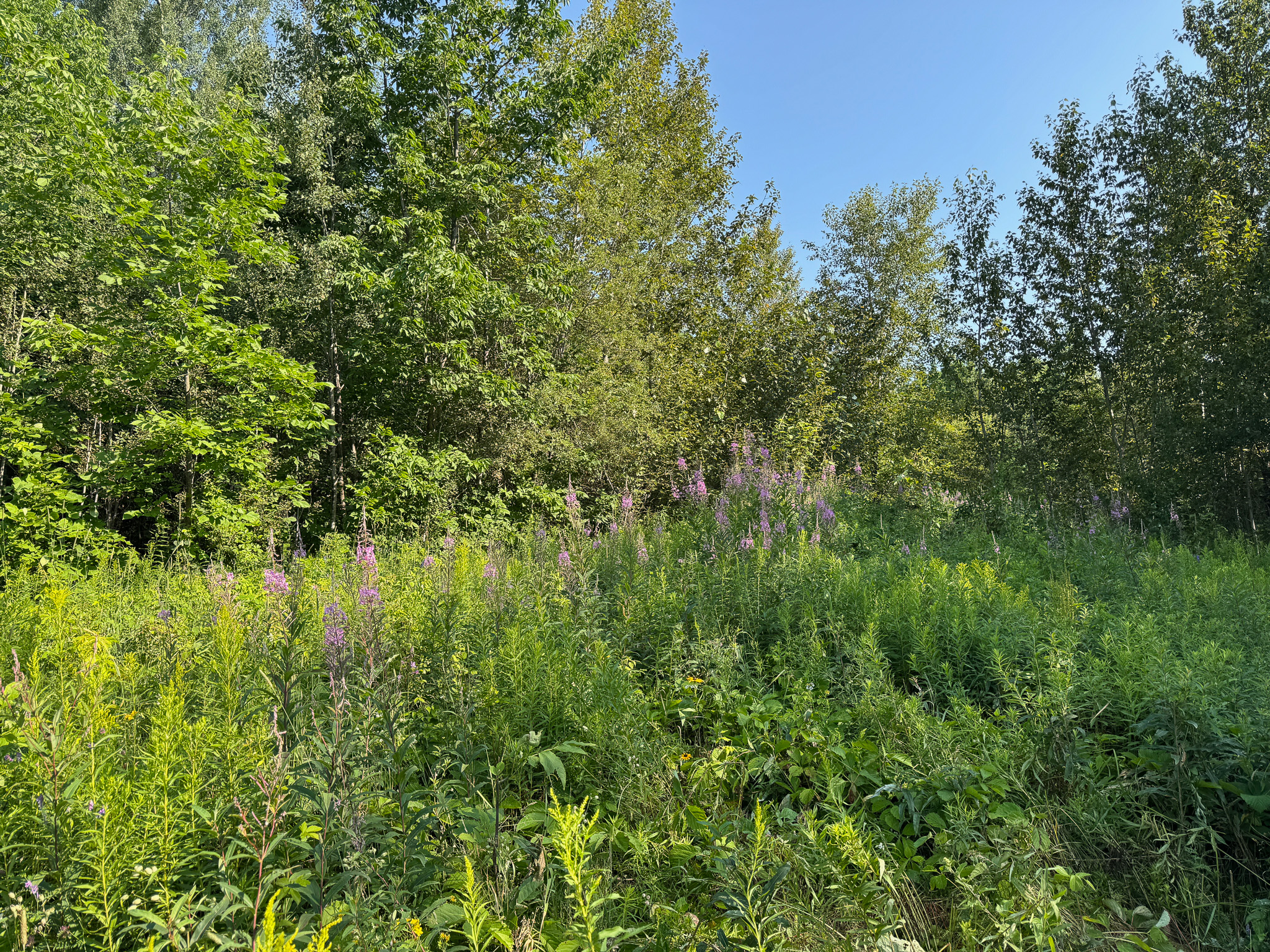 80± Acres of Off-Grid Mountain Land in Mount Chase, Maine