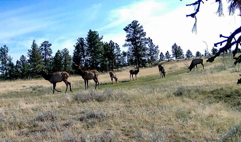 Pine Ridge Sanctuary-Premier Montana Hunting Land near Billings
