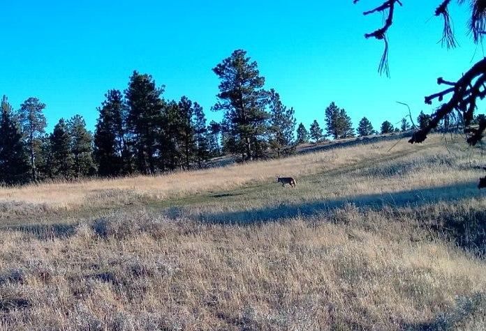 Pine Ridge Sanctuary-Premier Montana Hunting Land near Billings
