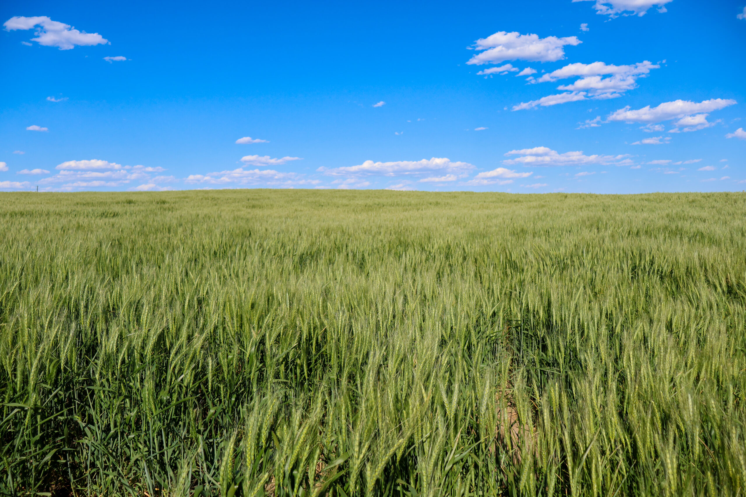 Golden Triangle Farm & Ranch in Hill County, Montana