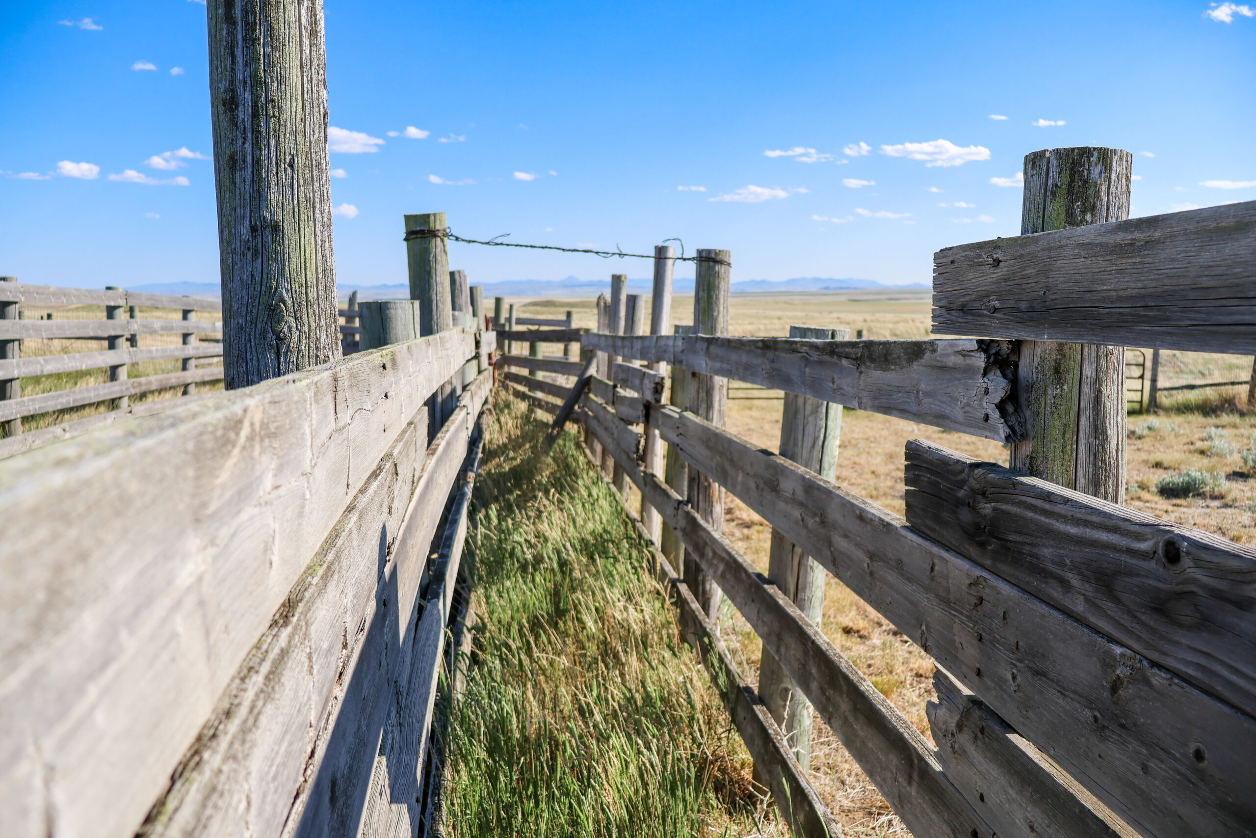 Golden Triangle Farm & Ranch in Hill County, Montana