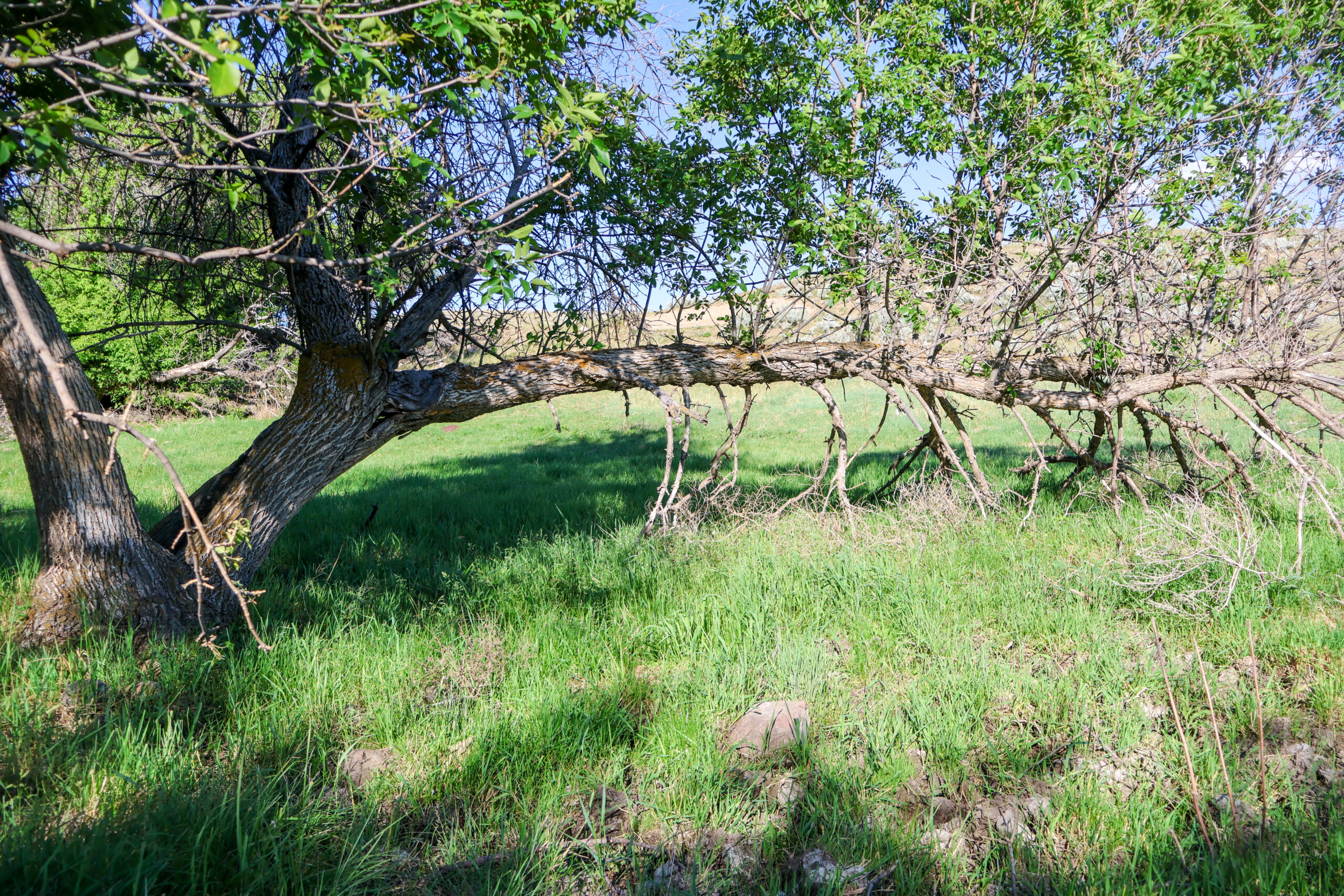 Golden Triangle Farm & Ranch in Hill County, Montana