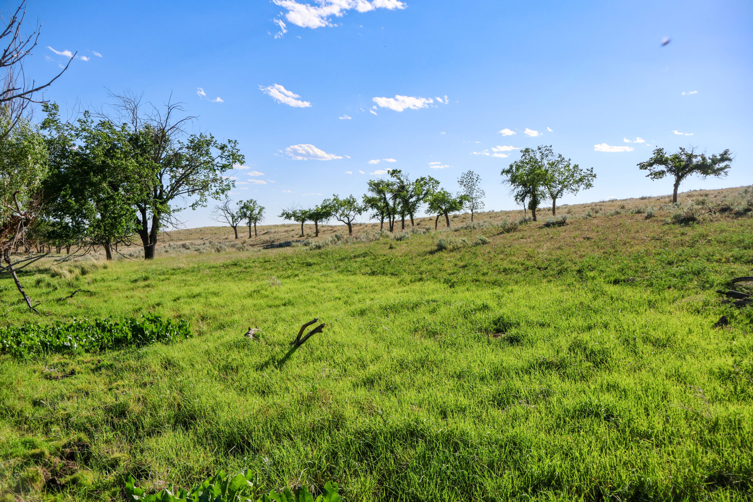 Golden Triangle Farm & Ranch in Hill County, Montana