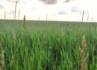Pintail Ranch | Phillips County, Montana