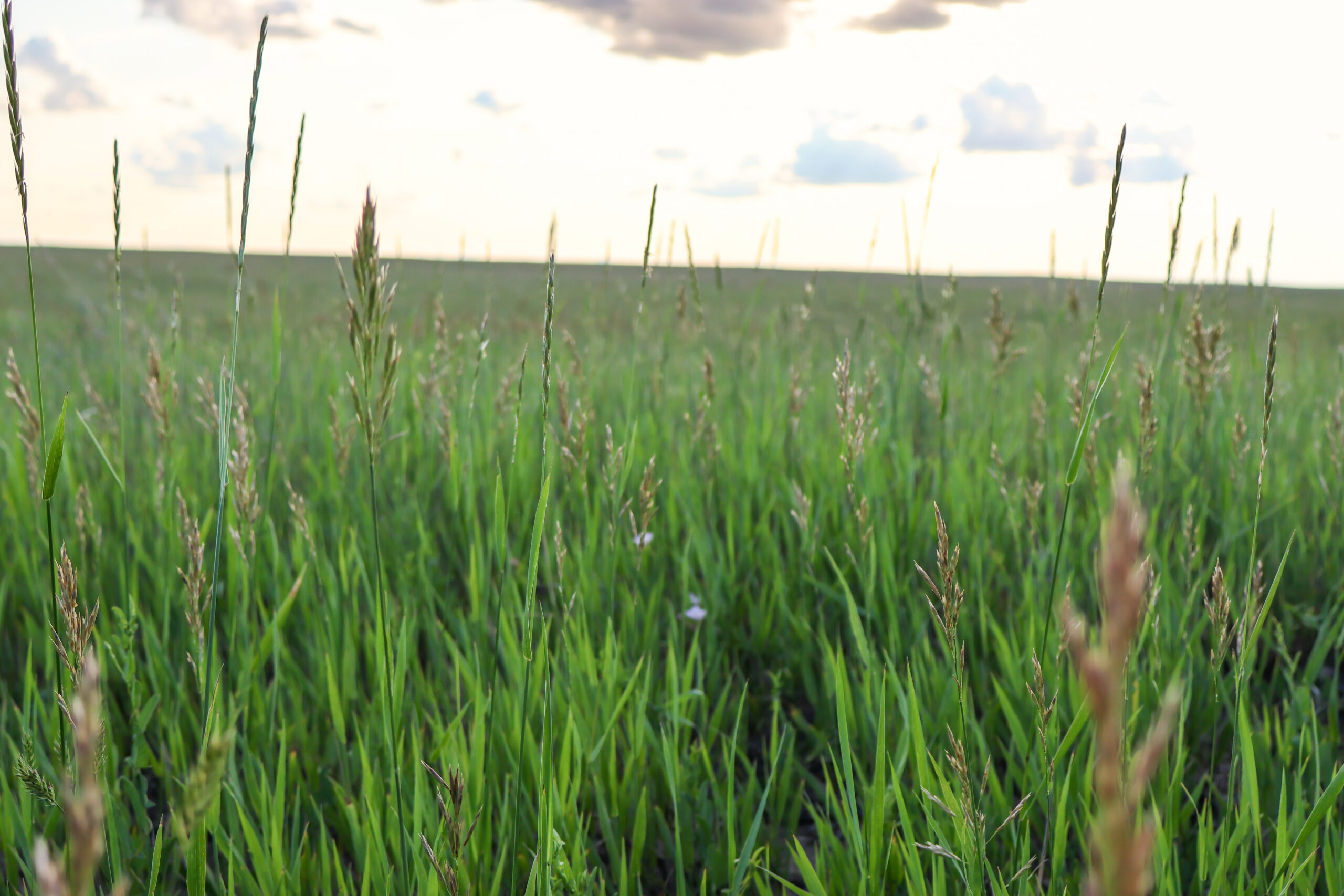 Pintail Ranch | Phillips County, Montana