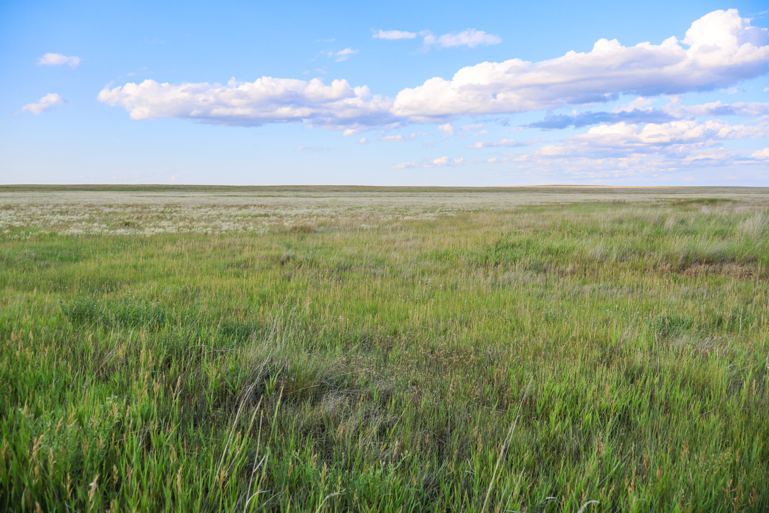 Pintail Ranch | Phillips County, Montana