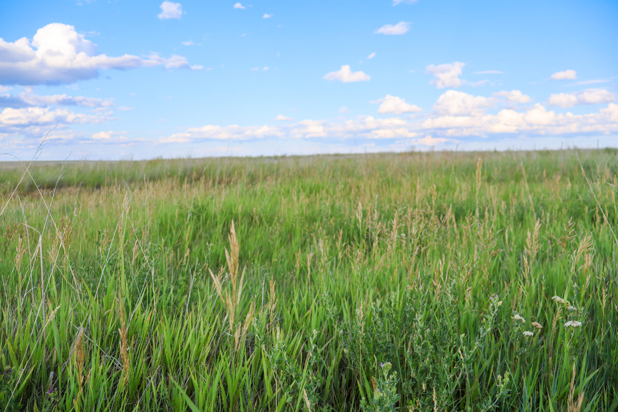 Pintail Ranch | Phillips County, Montana