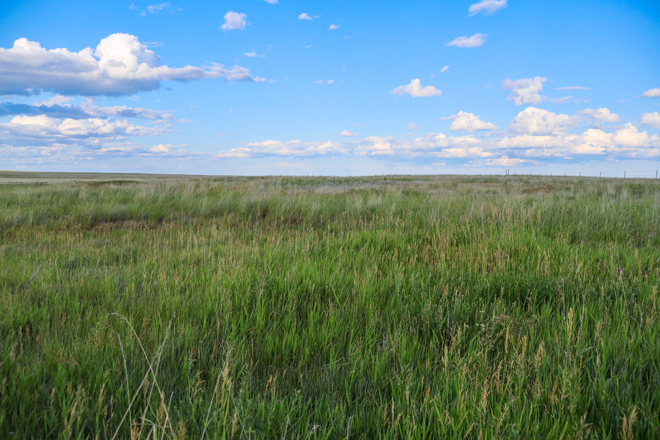 Pintail Ranch | Phillips County, Montana