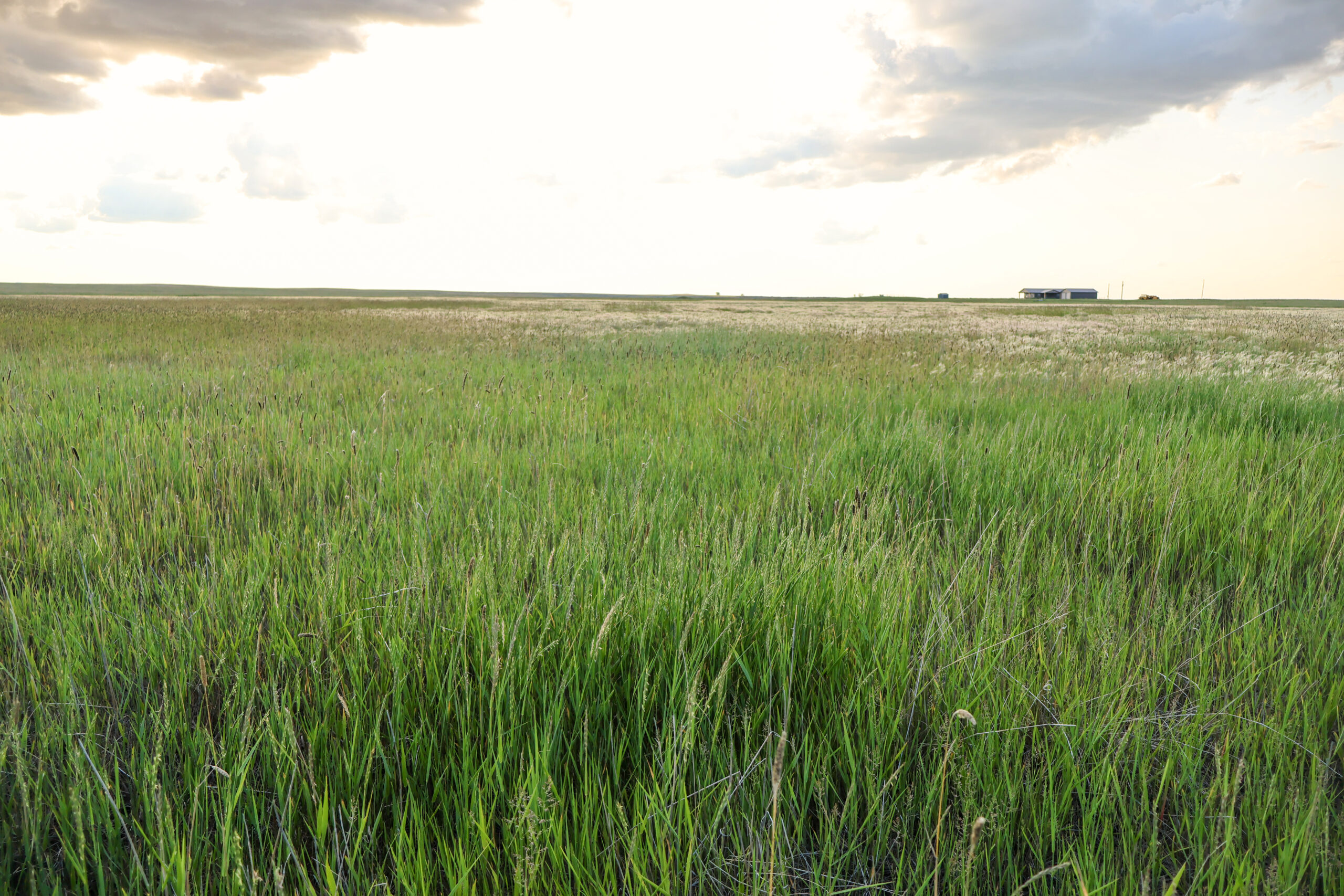 Pintail Ranch | Phillips County, Montana