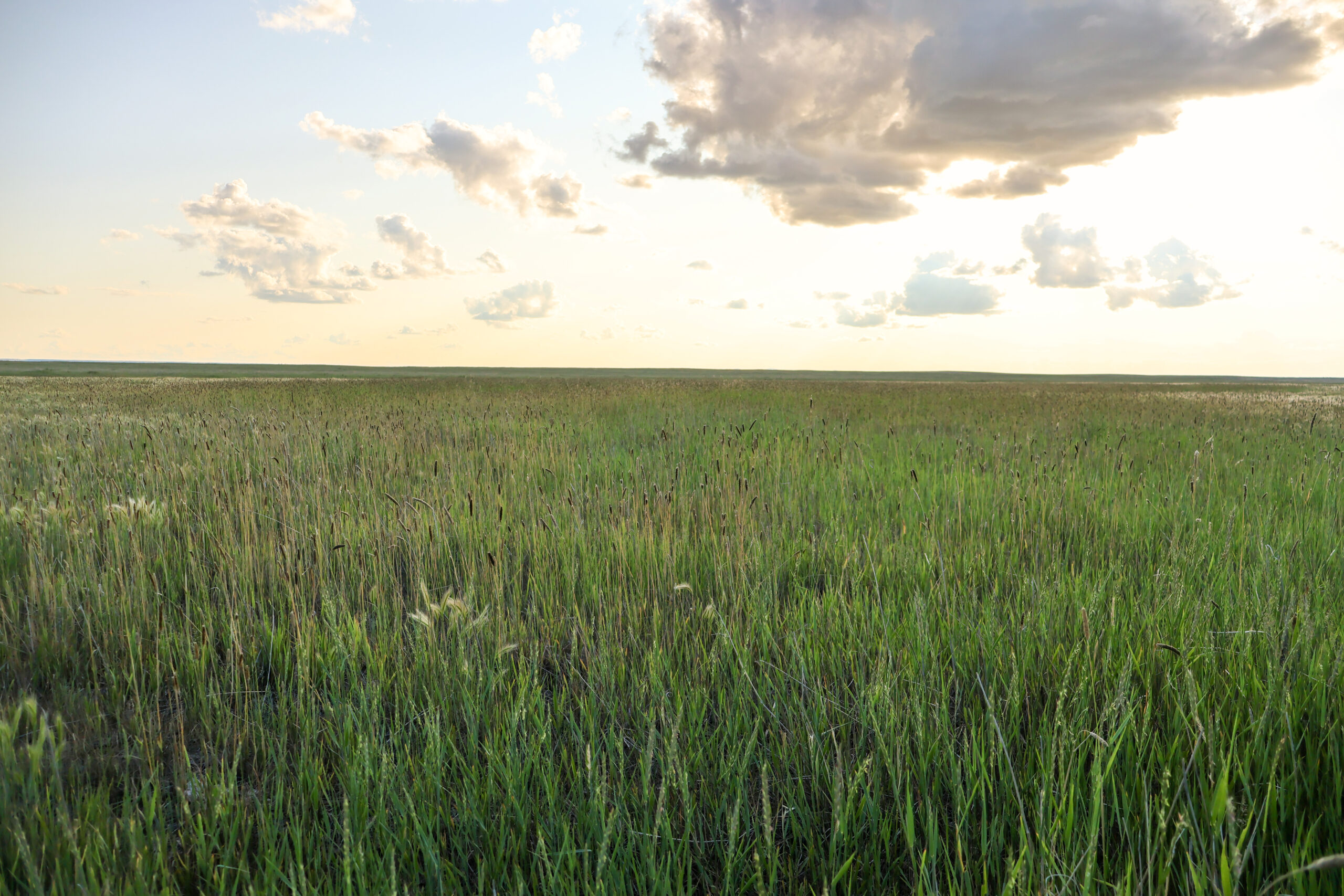Pintail Ranch | Phillips County, Montana