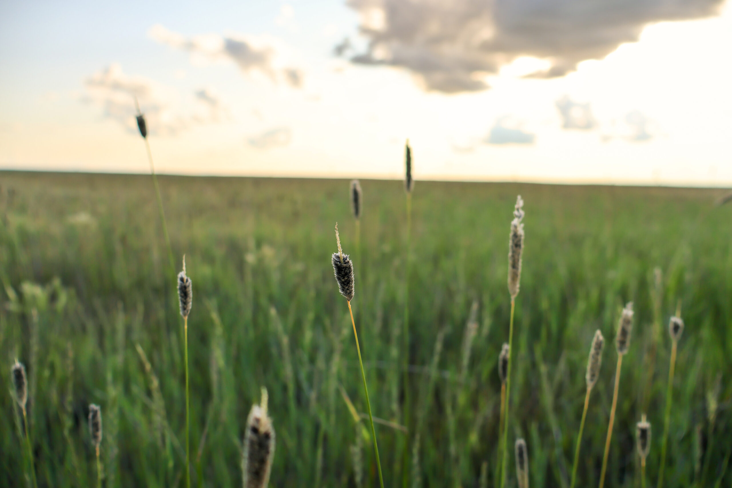 Pintail Ranch | Phillips County, Montana