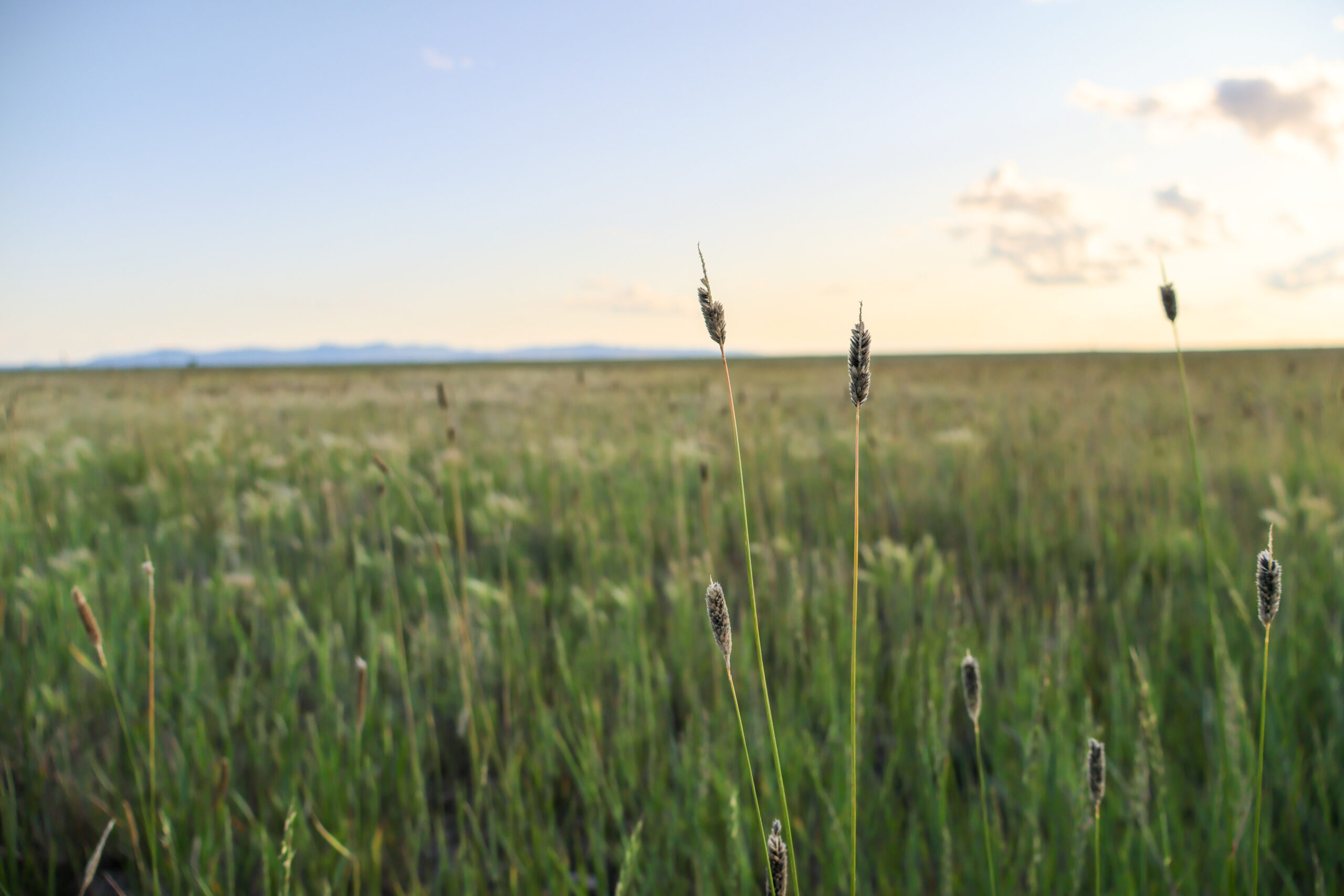 Pintail Ranch | Phillips County, Montana
