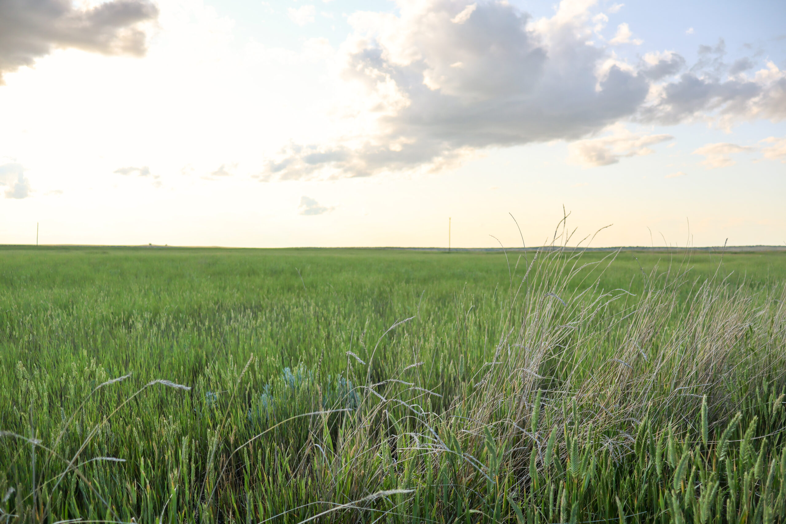 Pintail Ranch | Phillips County, Montana