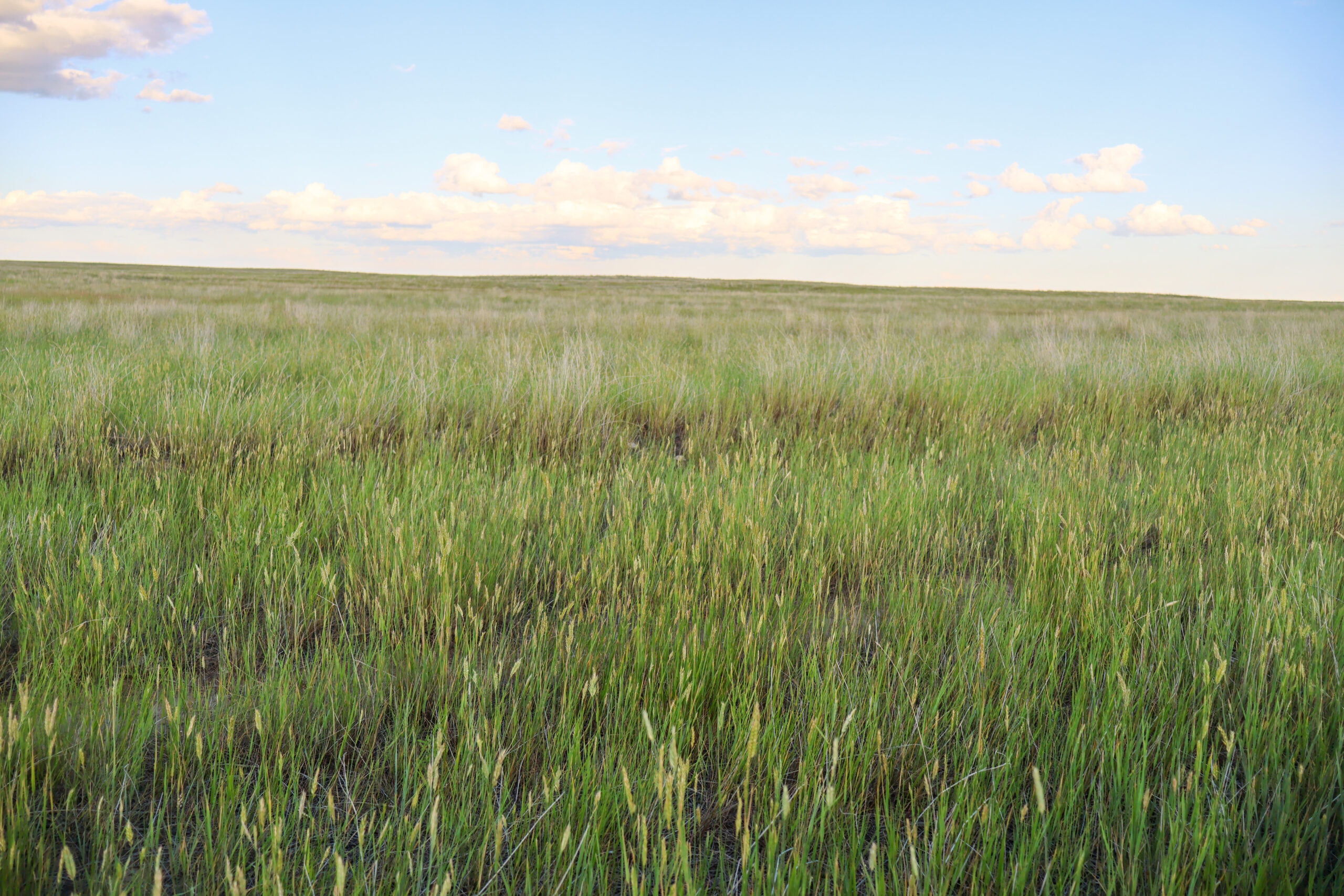 Pintail Ranch | Phillips County, Montana