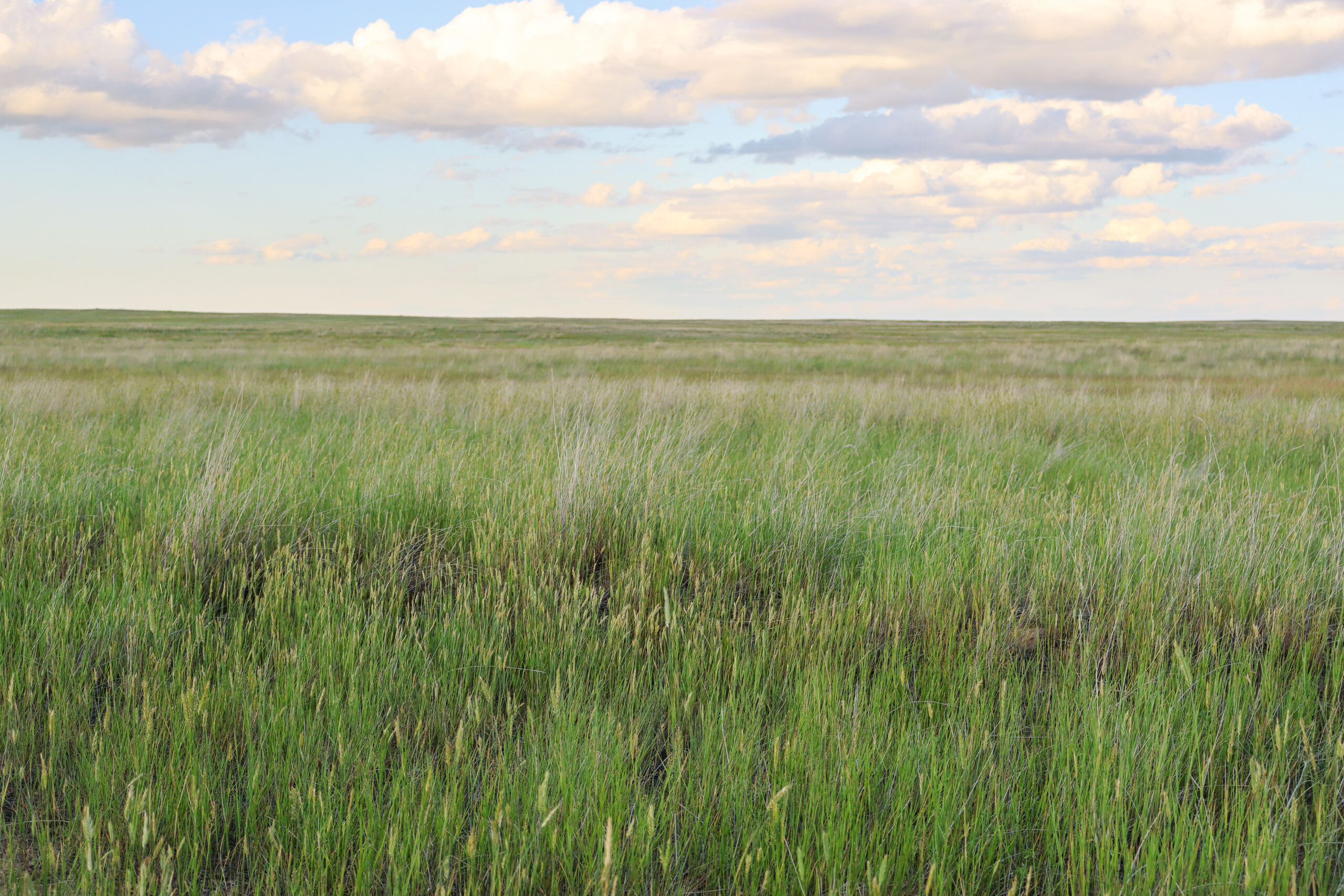 Pintail Ranch | Phillips County, Montana