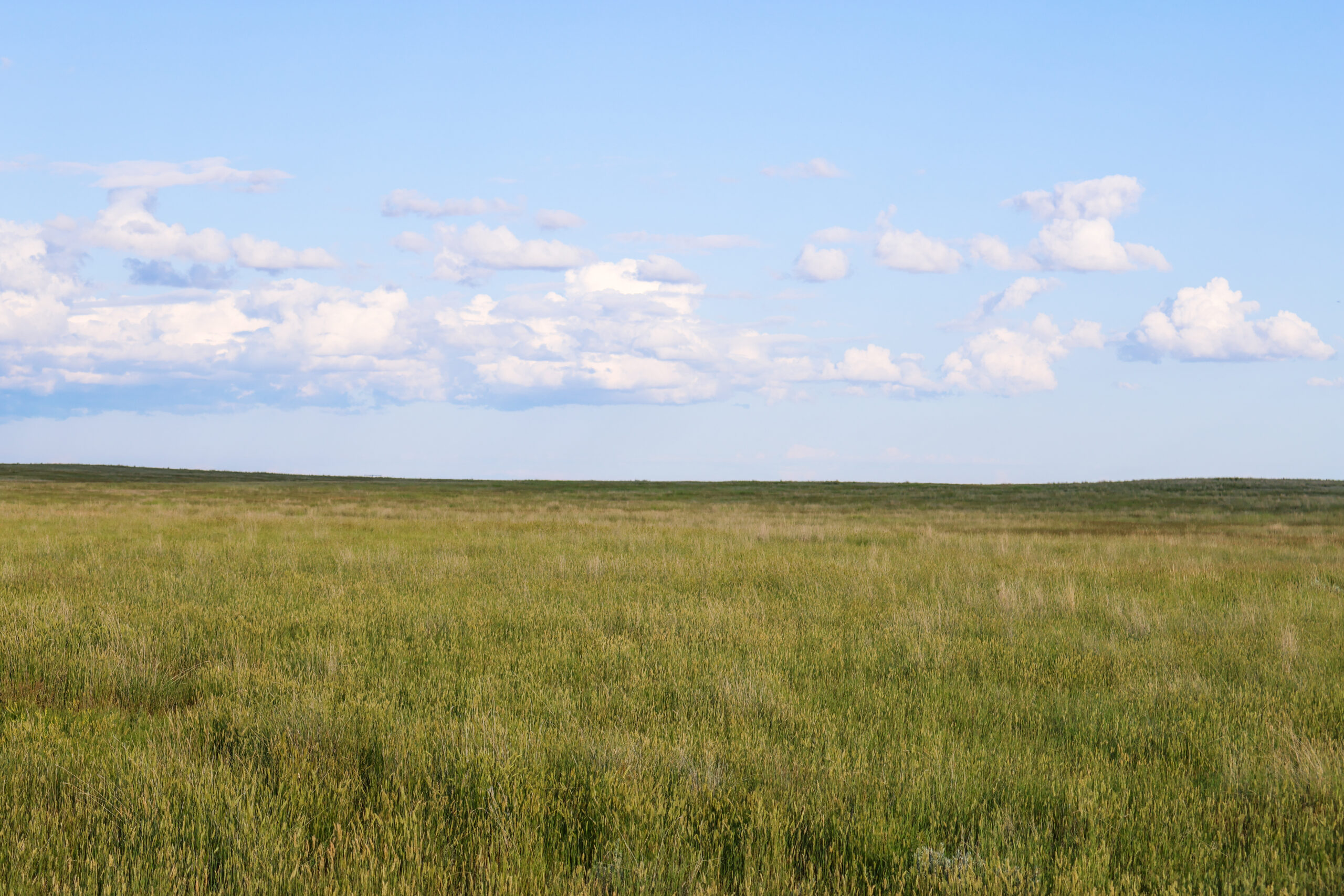 Pintail Ranch | Phillips County, Montana