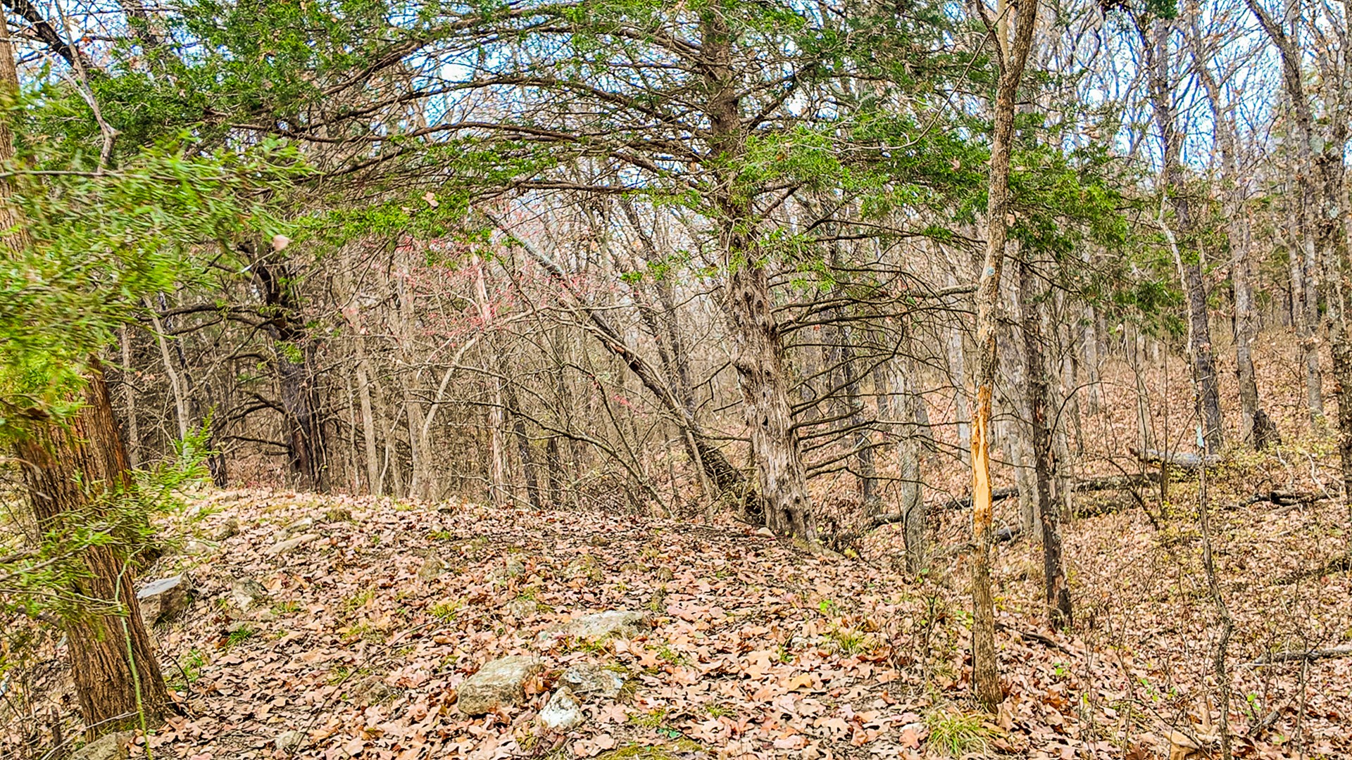 293 +/- acre hunting property for sale Lowry City MO