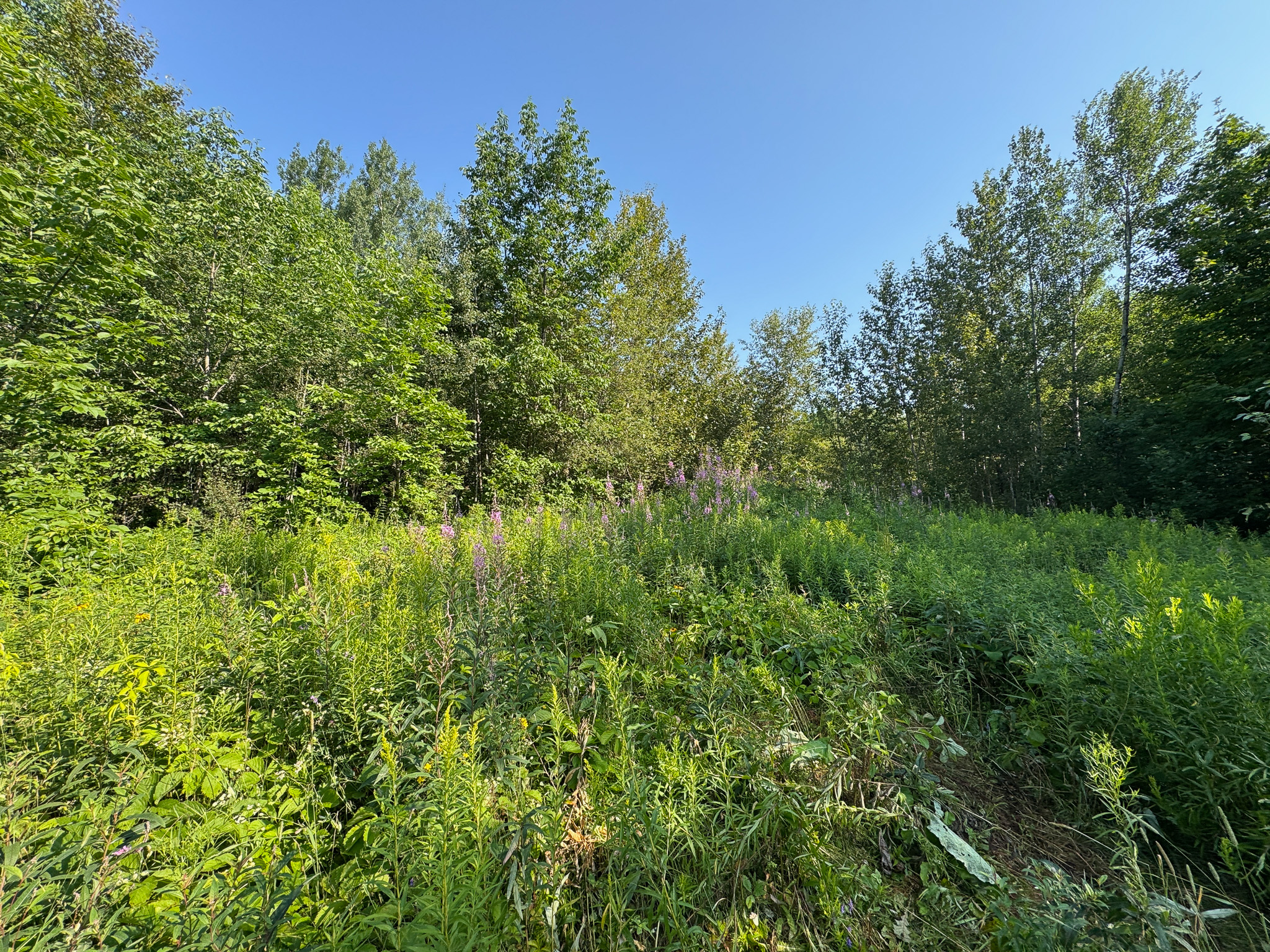 80± Acres of Off-Grid Mountain Land in Mount Chase, Maine