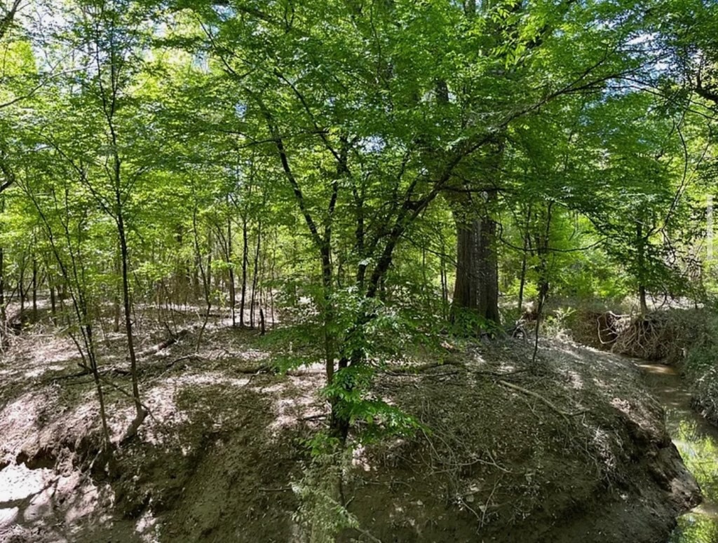 Hunting Land for Sale Near Gloster, Mississippi