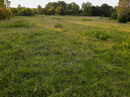 Land For Sale Barton County, MO 160± acres