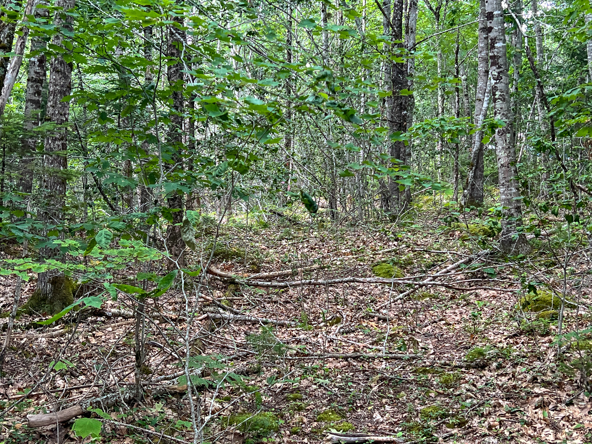 35± Acres with 1500 feet on the Brook
