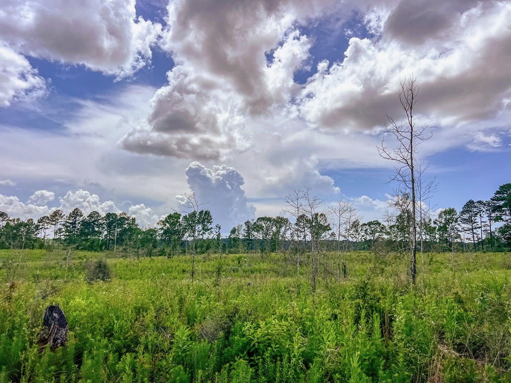 Land for Sale in Amite County, MS