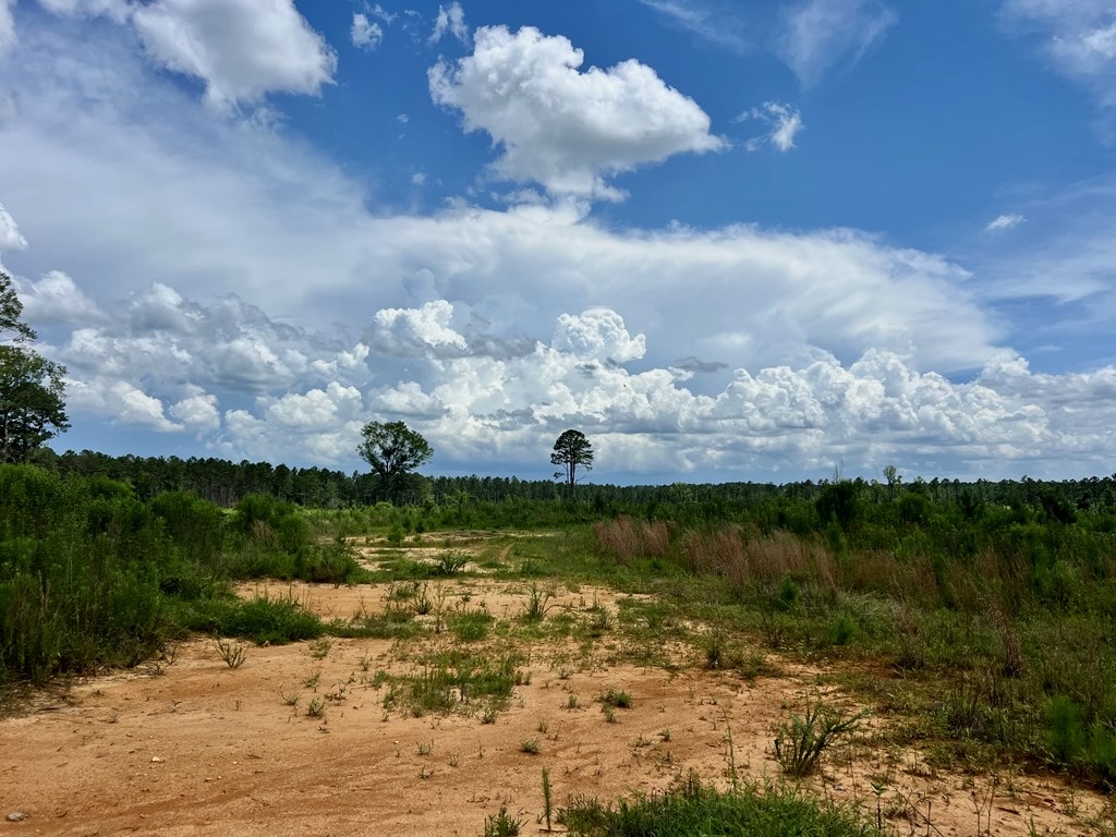 Land for Sale in Amite County, MS