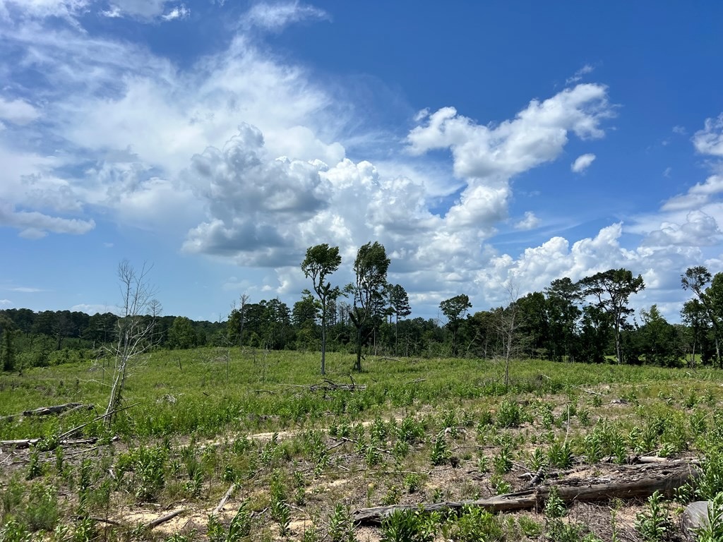 Land for Sale in Amite County, MS
