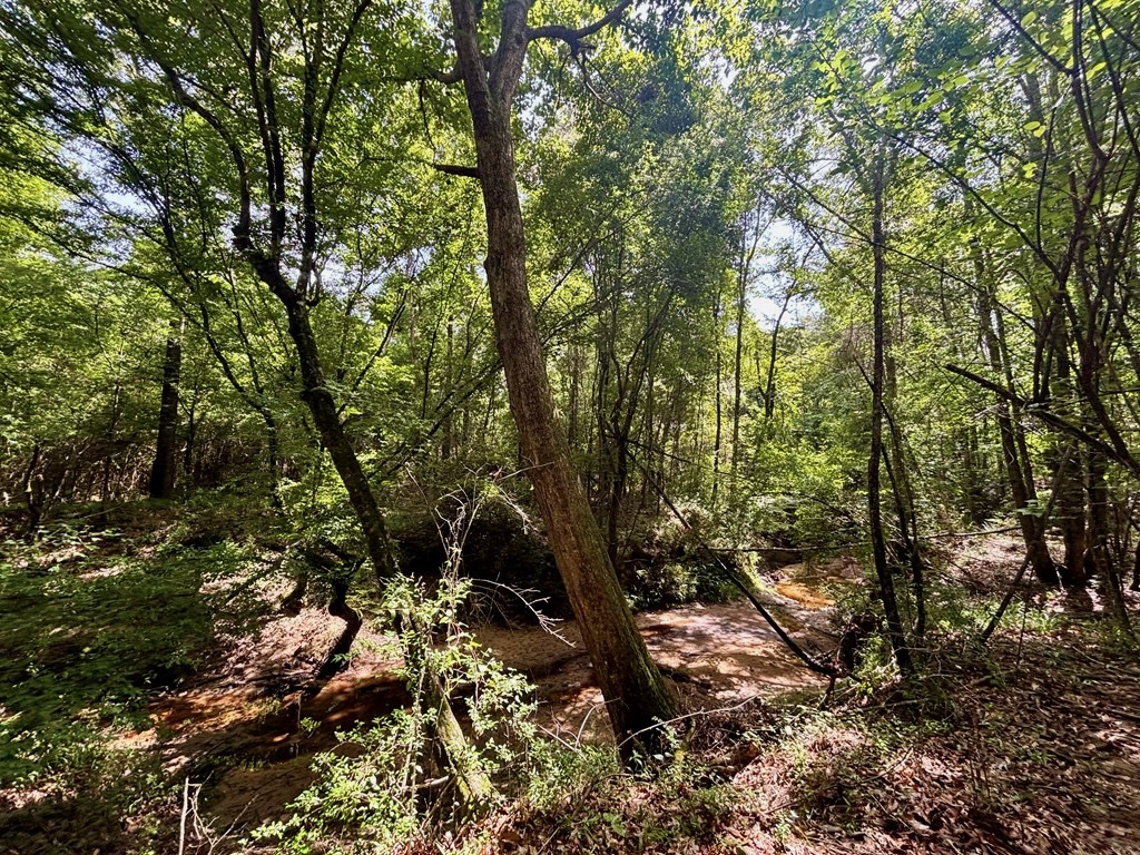 Land for Sale in St. Helena Parish, Louisiana