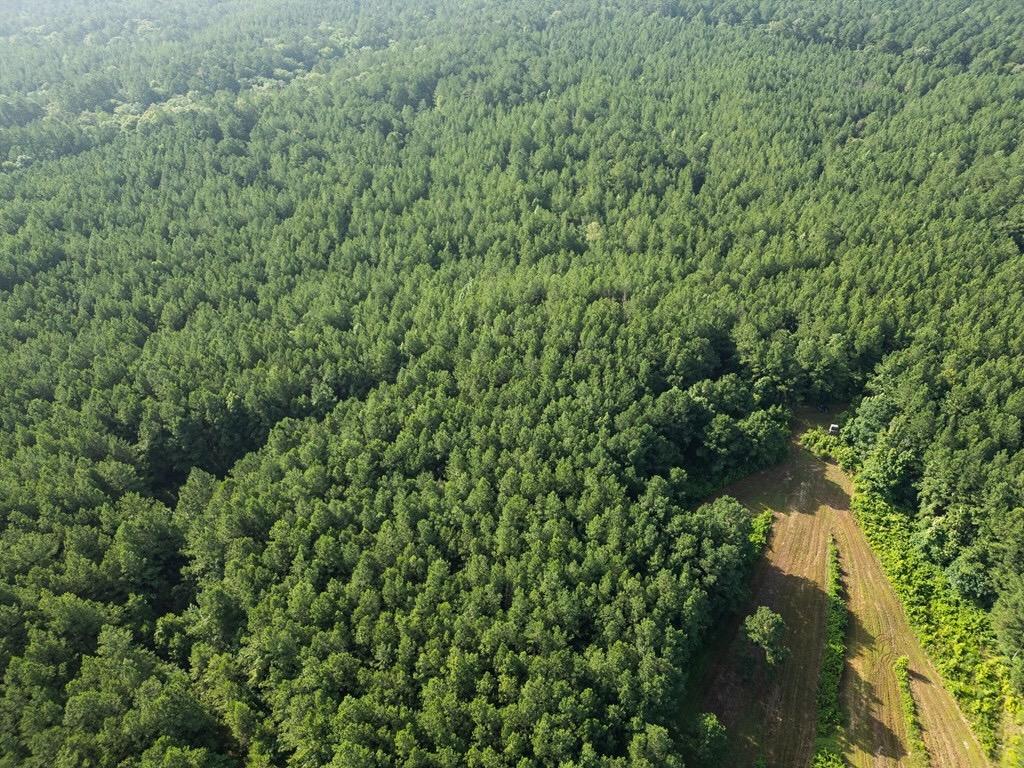 Hunting Land in Woodville, MS – 125 Acres for Sale
