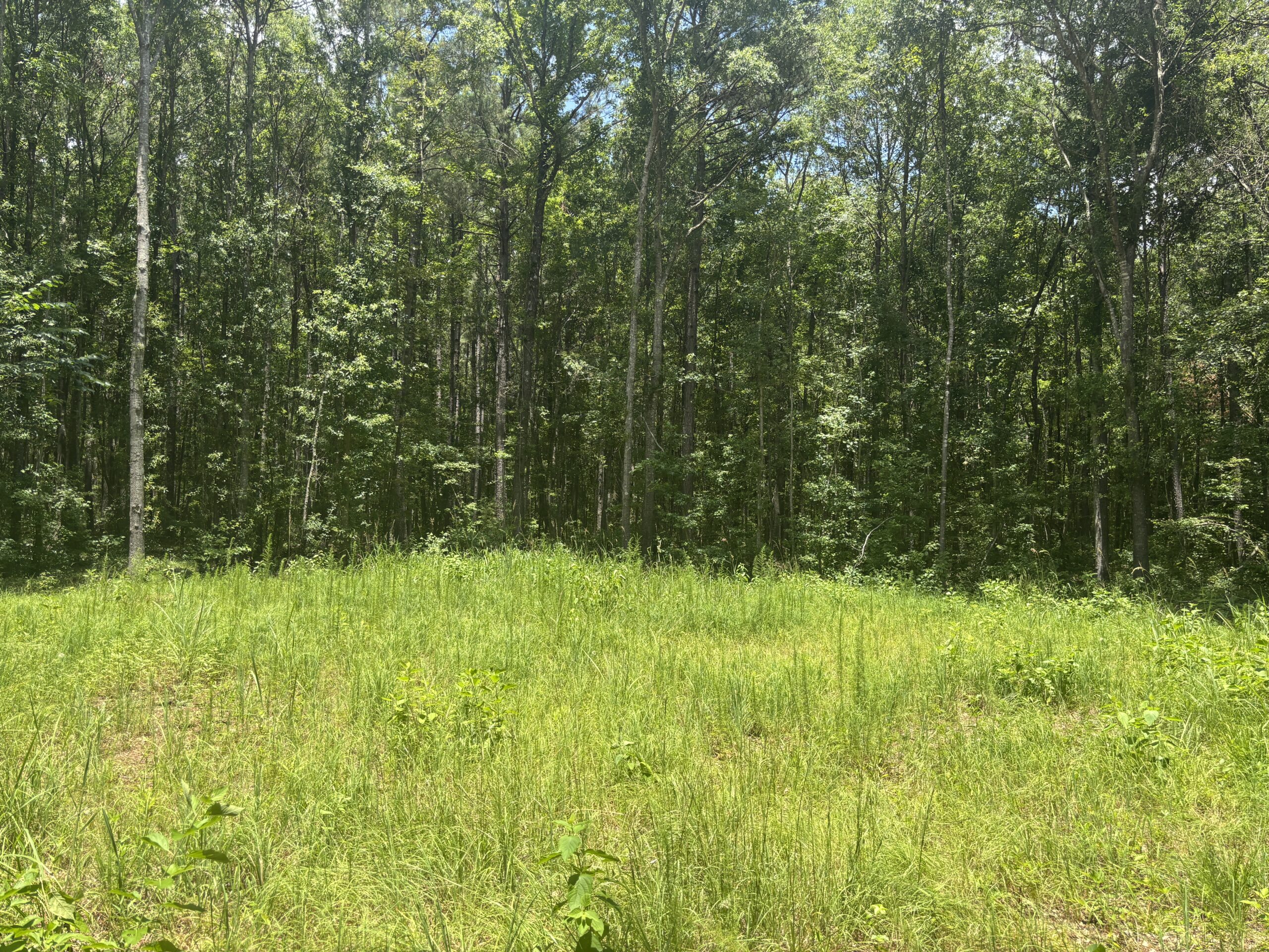 East Texas Land for Sale – ±7 Acres for Homesite or Hunting