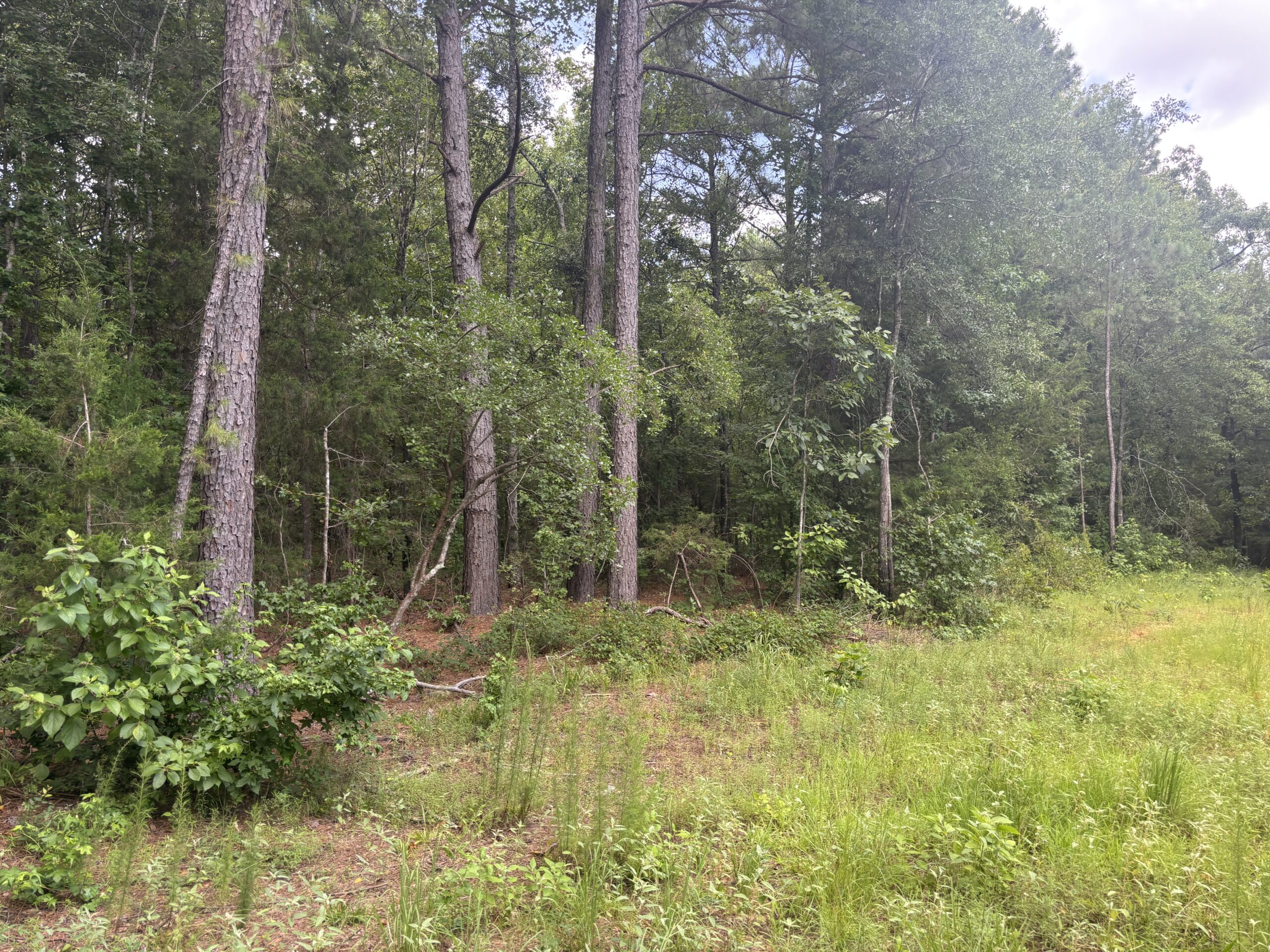 East Texas Land for Sale – ±8 Acres for Homesite or Hunting