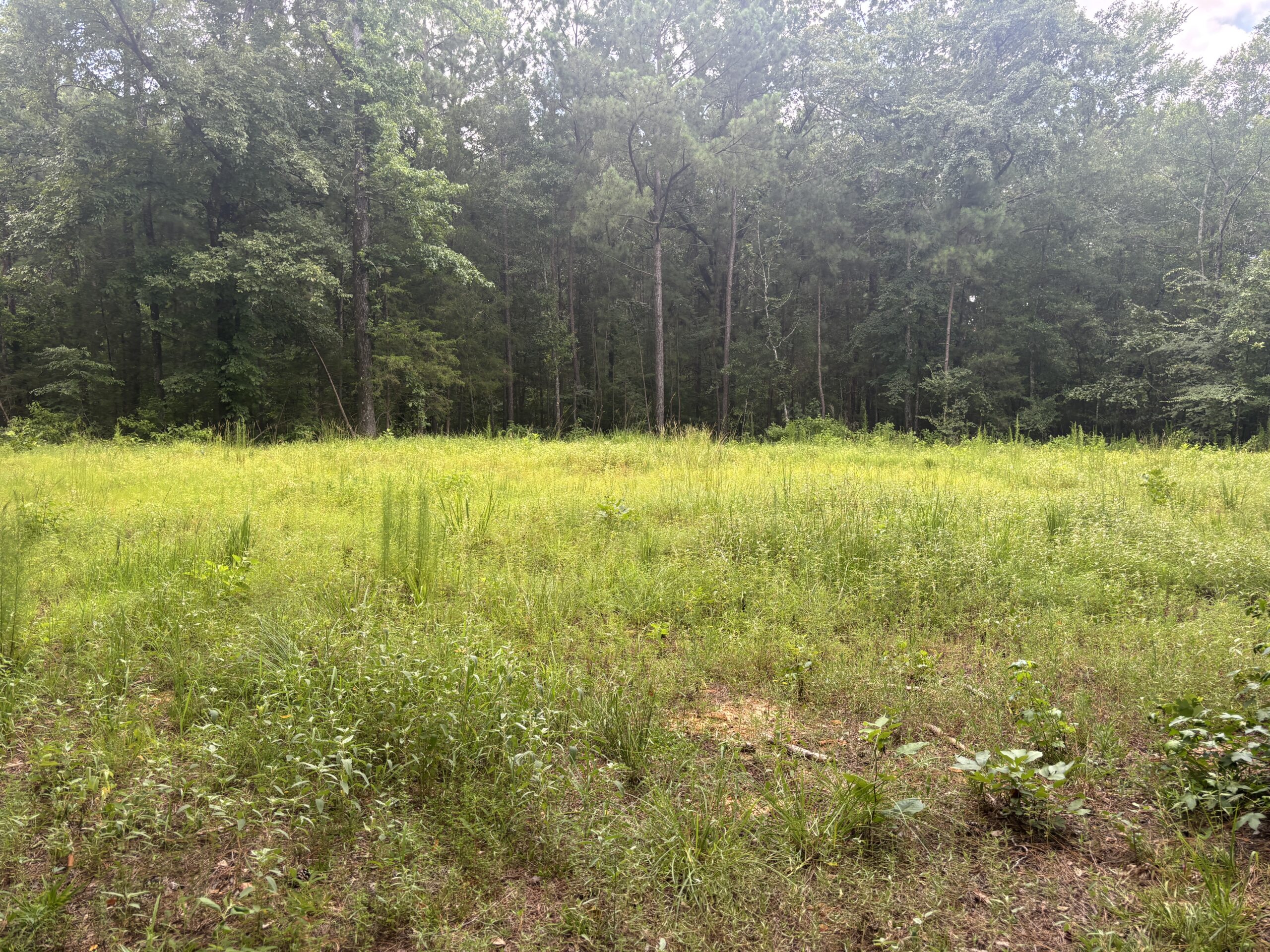 East Texas Land for Sale – ±8 Acres for Homesite or Hunting