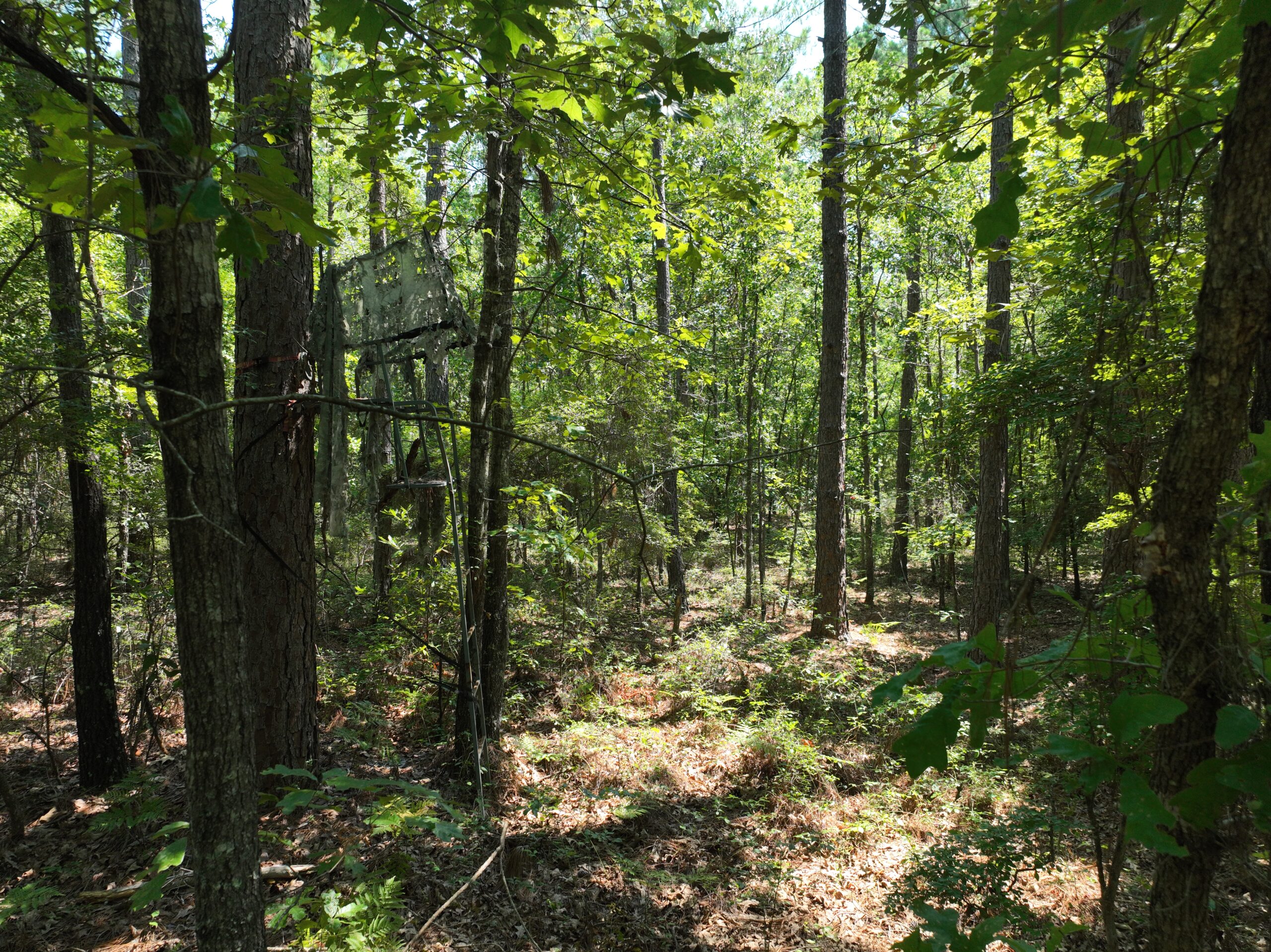 47.7 Acres with Custom Home & Abundant Wildlife