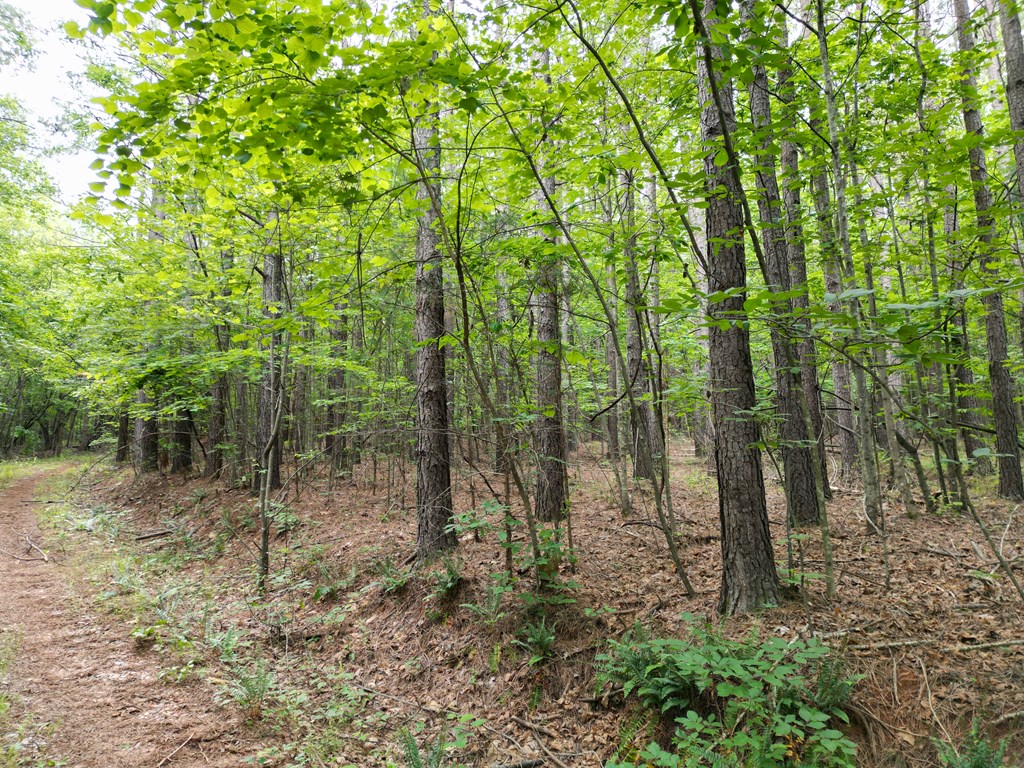 Nelson County Gem: 105 Acres with Development Rights & River Access