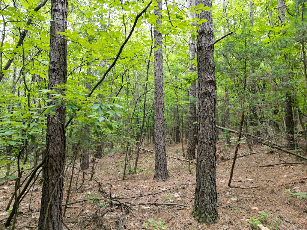 Nelson County Gem: 105 Acres with Development Rights & River Access