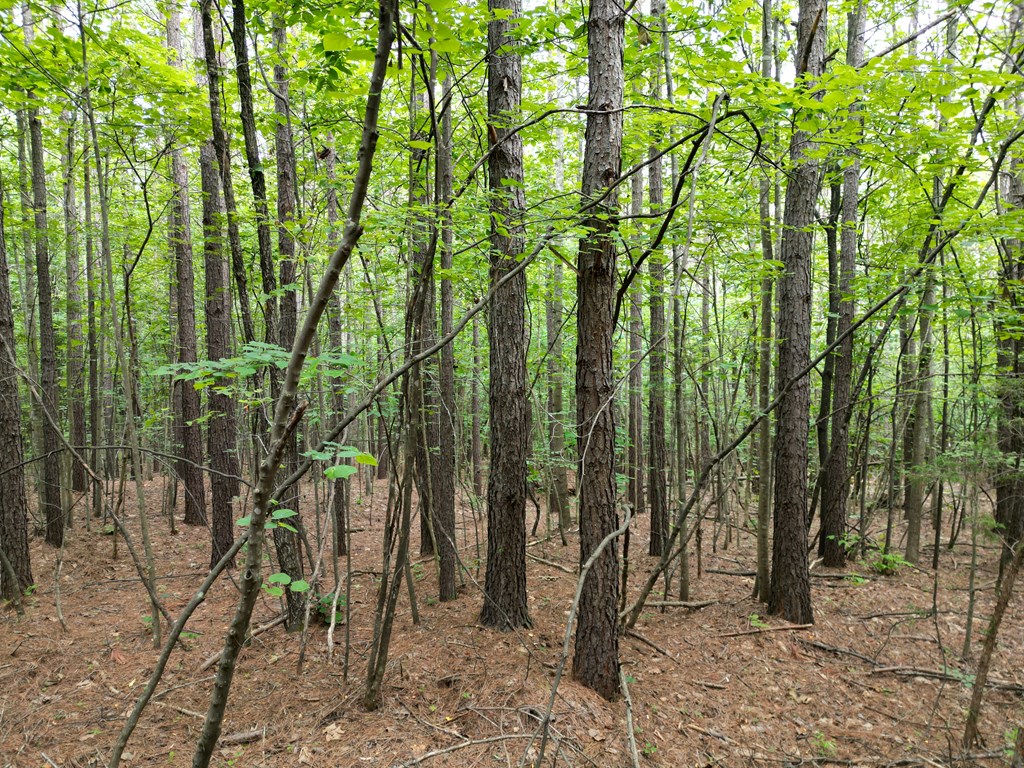 Nelson County Gem: 105 Acres with Development Rights & River Access