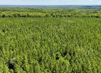 35 Acres of Freedom: Hunt, Build & Breathe in Southern VA