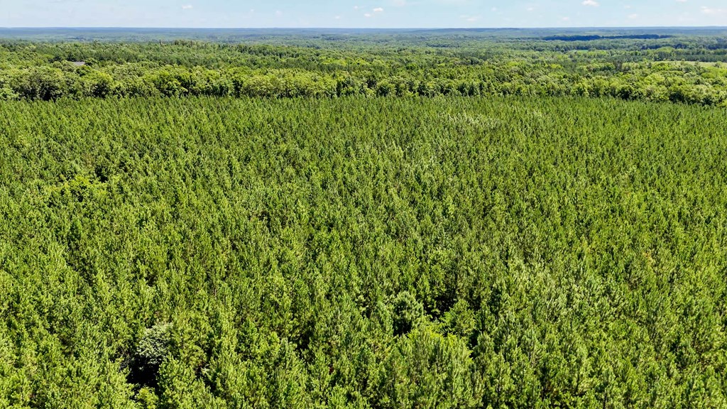 35 Acres of Freedom: Hunt, Build & Breathe in Southern VA