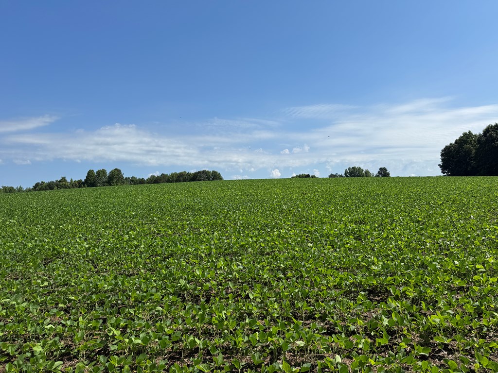 35± Acres of Prime Hunting & Recreational Land in Halifax County VA!