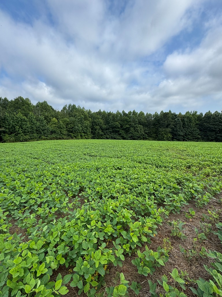 35± Acres of Prime Hunting & Recreational Land in Halifax County VA!
