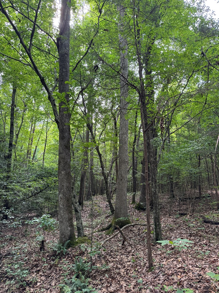 35± Acres of Prime Hunting & Recreational Land in Halifax County VA!