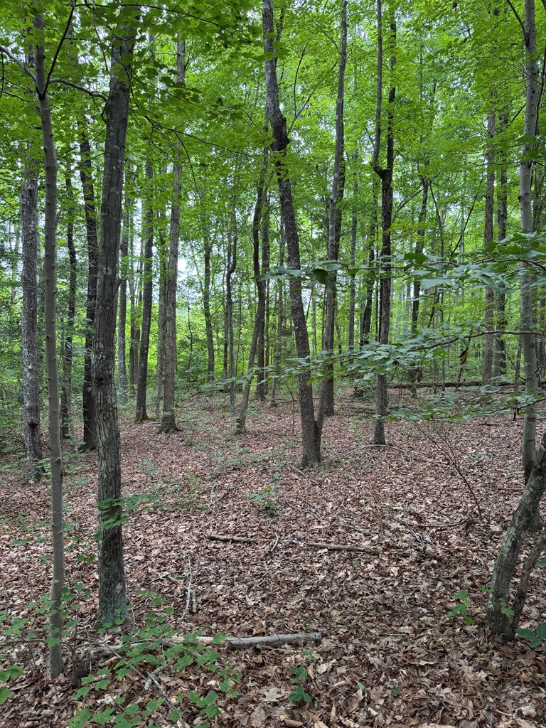 35± Acres of Prime Hunting & Recreational Land in Halifax County VA!